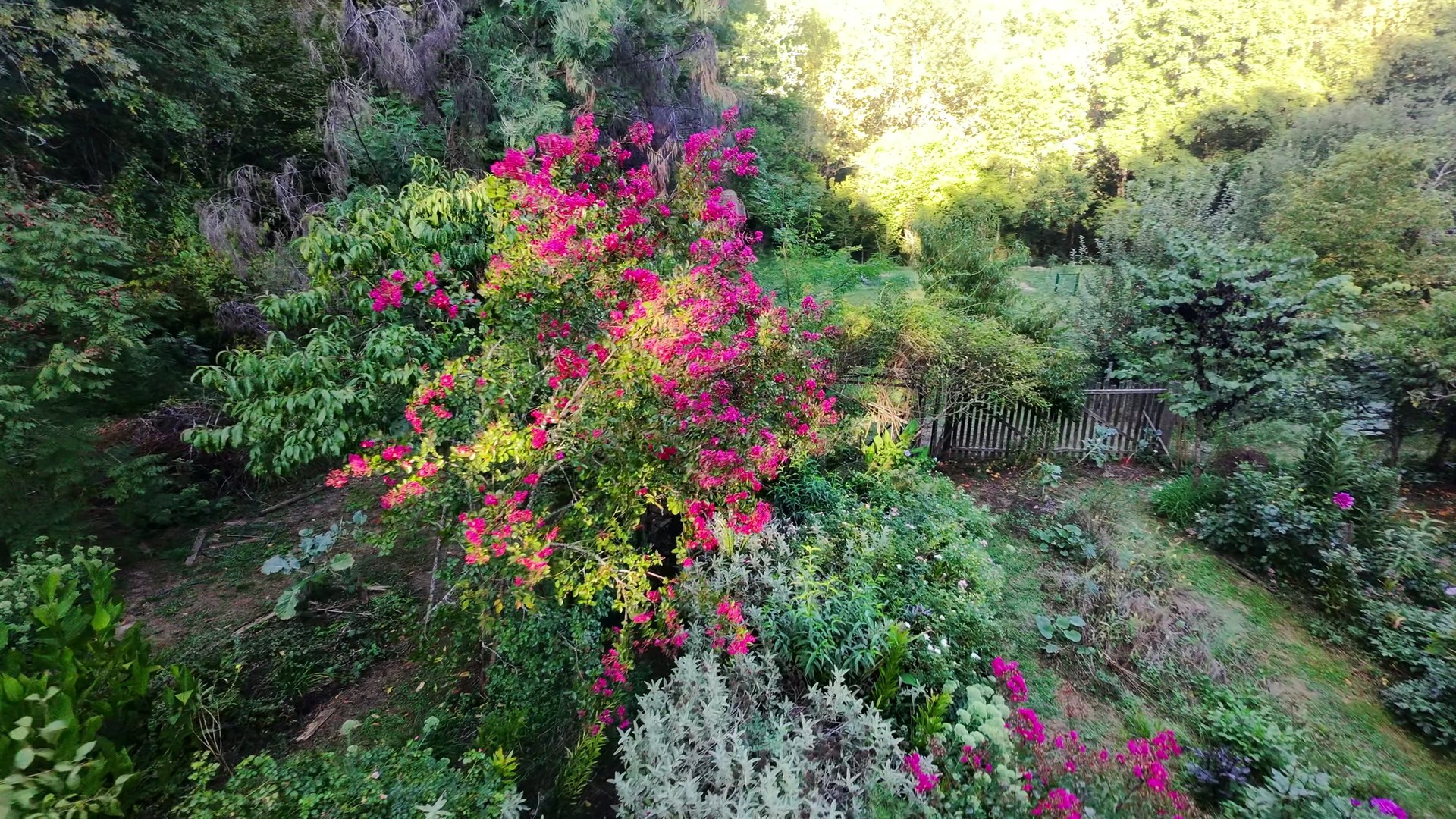 Un massif en pleine floraison rose dans le jardin de l’auberge, vu du ciel.
