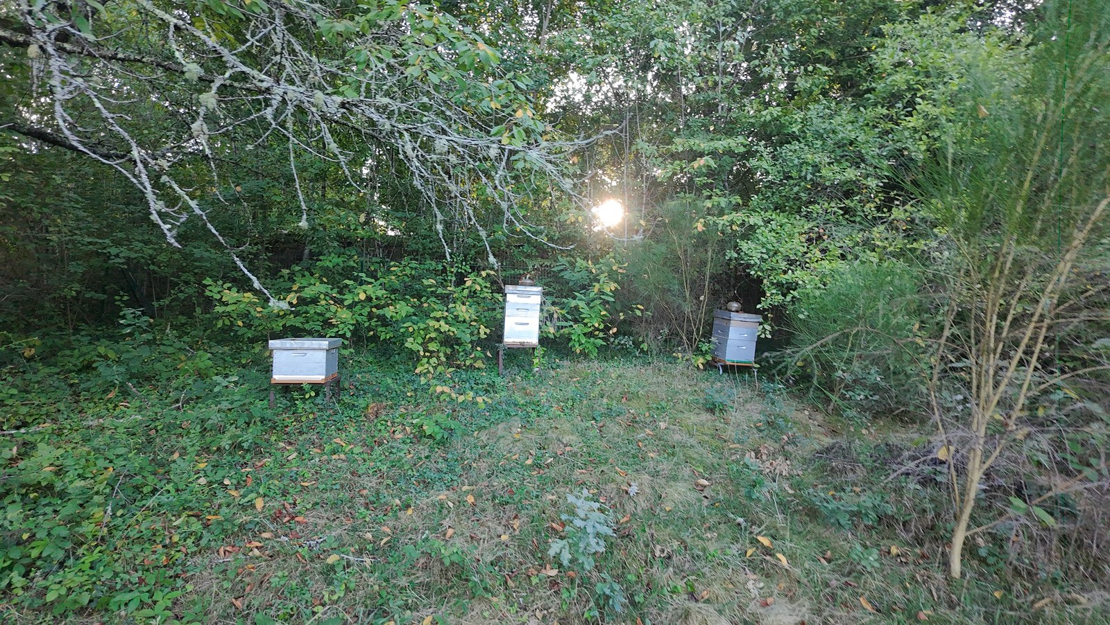 Les ruches installées sur le terrain de l’auberge.